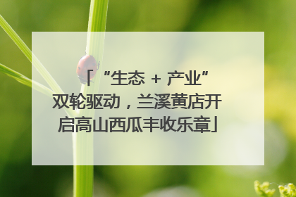 “生态 + 产业”双轮驱动，兰溪黄店开启高山西瓜丰收乐章