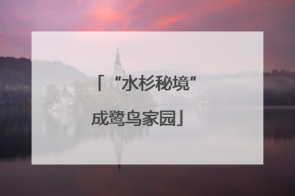 “水杉秘境”成鹭鸟家园