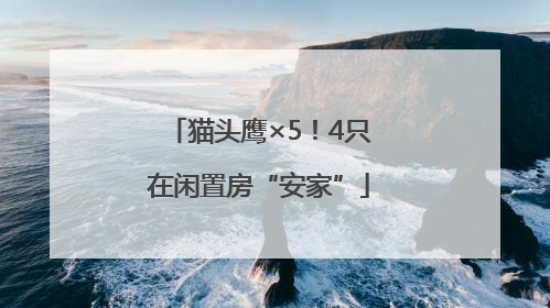 猫头鹰×5！4只在闲置房“安家”