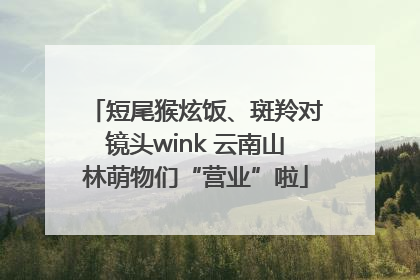 短尾猴炫饭、斑羚对镜头wink 云南山林萌物们“营业”啦