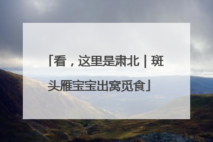 看，这里是肃北｜斑头雁宝宝出窝觅食
