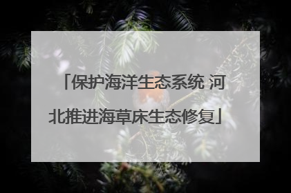 保护海洋生态系统 河北推进海草床生态修复