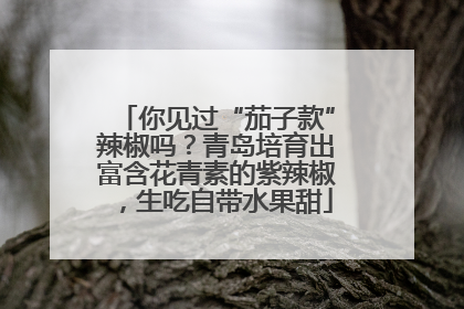 你见过“茄子款”辣椒吗？青岛培育出富含花青素的紫辣椒，生吃自带水果甜