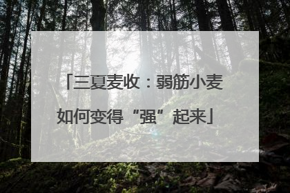 三夏麦收：弱筋小麦如何变得“强”起来