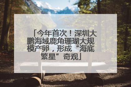 今年首次！深圳大鹏海域鹿角珊瑚大规模产卵，形成“海底繁星”奇观