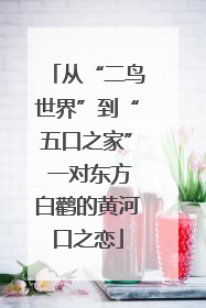 从“二鸟世界”到“五口之家” 一对东方白鹳的黄河口之恋