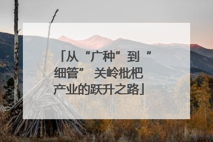 从“广种”到“细管” 关岭枇杷产业的跃升之路
