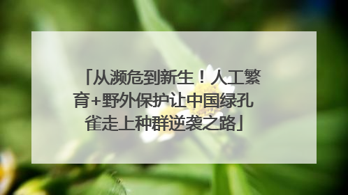 从濒危到新生！人工繁育+野外保护让中国绿孔雀走上种群逆袭之路