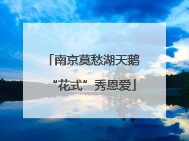 南京莫愁湖天鹅“花式”秀恩爱