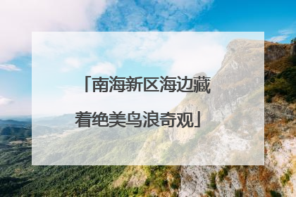 南海新区海边藏着绝美鸟浪奇观