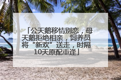 公天鹅移情别恋，母天鹅拒绝相亲，饲养员将“新欢”送走，时隔10天原配重逢