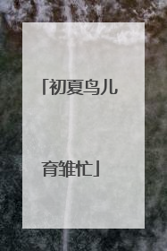 初夏鸟儿育雏忙