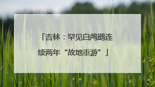 吉林：罕见白鸬鹚连续两年“故地重游”