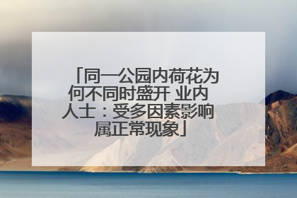 同一公园内荷花为何不同时盛开 业内人士：受多因素影响 属正常现象