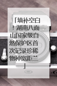 填补空白！湖南八面山国家级自然保护区首次记录珍稀物种宽距兰