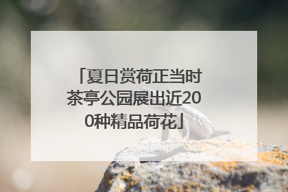 夏日赏荷正当时 茶亭公园展出近200种精品荷花