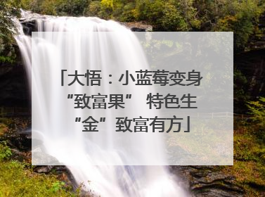 大悟：小蓝莓变身“致富果” 特色生“金”致富有方
