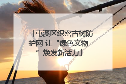 屯溪区织密古树防护网 让“绿色文物”焕发新活力