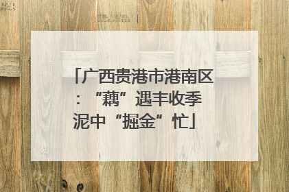 广西贵港市港南区：“藕”遇丰收季 泥中“掘金”忙