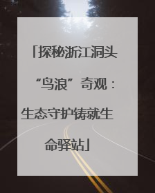 探秘浙江洞头“鸟浪”奇观：生态守护铸就生命驿站