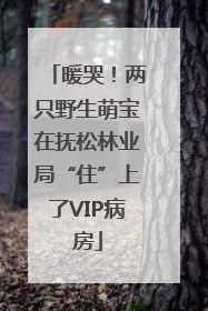 暖哭！两只野生萌宝在抚松林业局“住”上了VIP病房