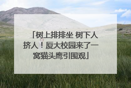 树上排排坐 树下人挤人！厦大校园来了一窝猫头鹰引围观