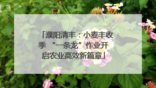 濮阳清丰：小麦丰收季 “一条龙”作业开启农业高效新篇章
