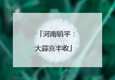河南镇平：大蒜喜丰收