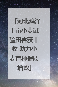 河北鸡泽千亩小麦试验田喜获丰收 助力小麦育种提质增效