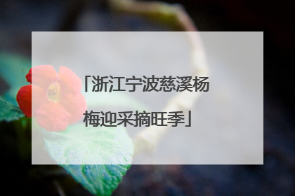 浙江宁波慈溪杨梅迎采摘旺季