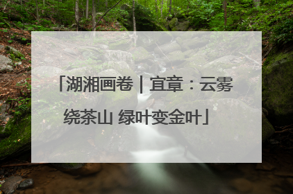 湖湘画卷｜宜章：云雾绕茶山 绿叶变金叶