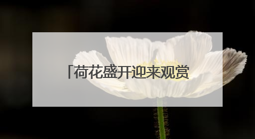 荷花盛开迎来观赏期！济南这12处赏花地你可知？