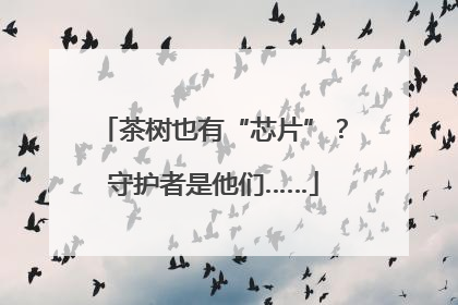 茶树也有“芯片”？守护者是他们……