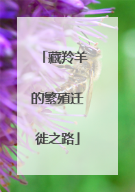 藏羚羊的繁殖迁徙之路