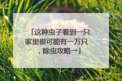 这种虫子看到一只家里很可能有一万只，除虫攻略→
