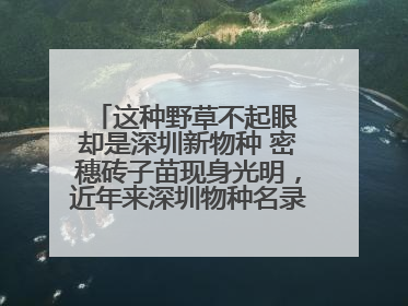 这种野草不起眼 却是深圳新物种 密穗砖子苗现身光明，近年来深圳物种名录不断刷新
