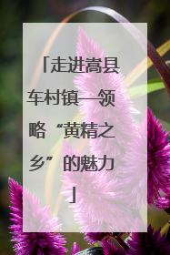 走进嵩县车村镇—领略“黄精之乡”的魅力