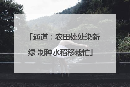 通道：农田处处染新绿 制种水稻移栽忙