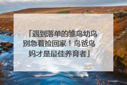 遇到落单的雏鸟幼鸟别急着捡回家！鸟爸鸟妈才是最佳养育者