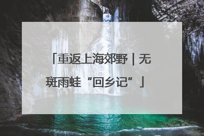 重返上海郊野｜无斑雨蛙“回乡记”