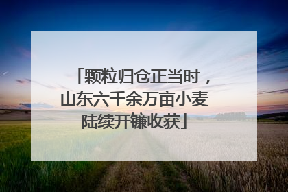 颗粒归仓正当时，山东六千余万亩小麦陆续开镰收获