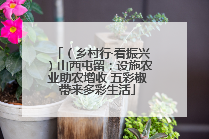 （乡村行·看振兴）山西屯留：设施农业助农增收 五彩椒带来多彩生活