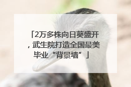 2万多株向日葵盛开，武生院打造全国最美毕业“背景墙”